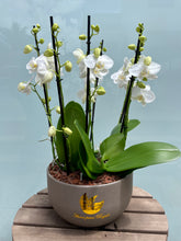 Cargar imagen en el visor de la galería, Orquideas Planta Elegancia Floral
