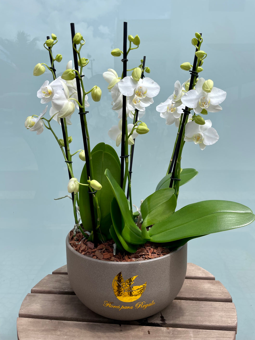 Orquideas Planta Elegancia Floral