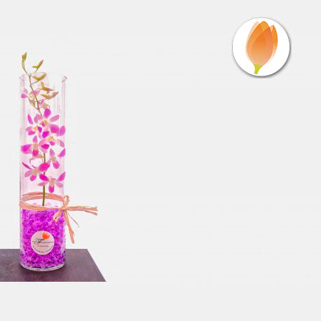 Orquideas de Regalo - Flores 24 Horas