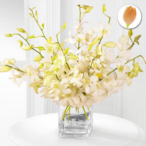 Orquídeas de regalo a domicilio - Flores 24 Horas