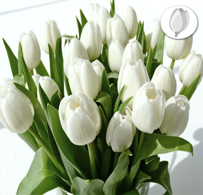 Tulipanes Blancos - Flores 24 Horas