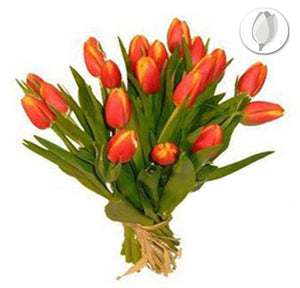 Regalo  Tulipanes - Flores 24 Horas